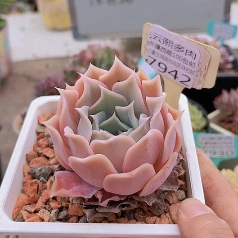 7942沙漠骆驼。