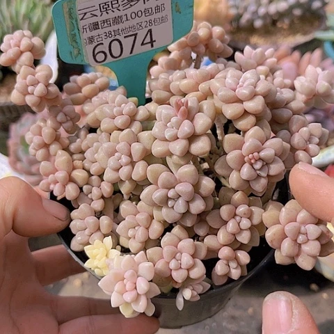 6074丸叶姬秋丽。