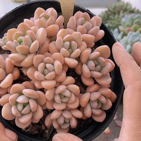 1590白鹭。