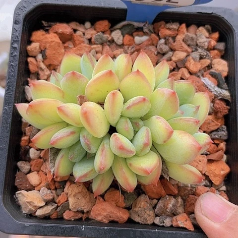 3162蜜糖美人。