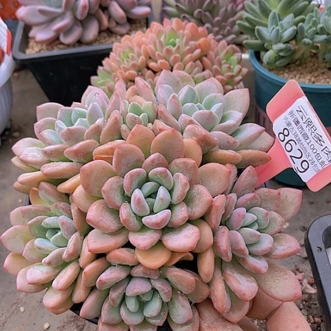 8629花斑鹿。