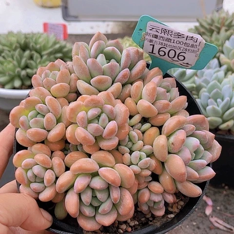1606白鹭。