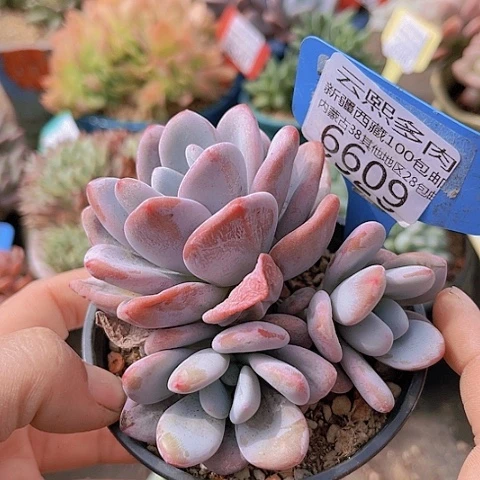 6609粉兔。