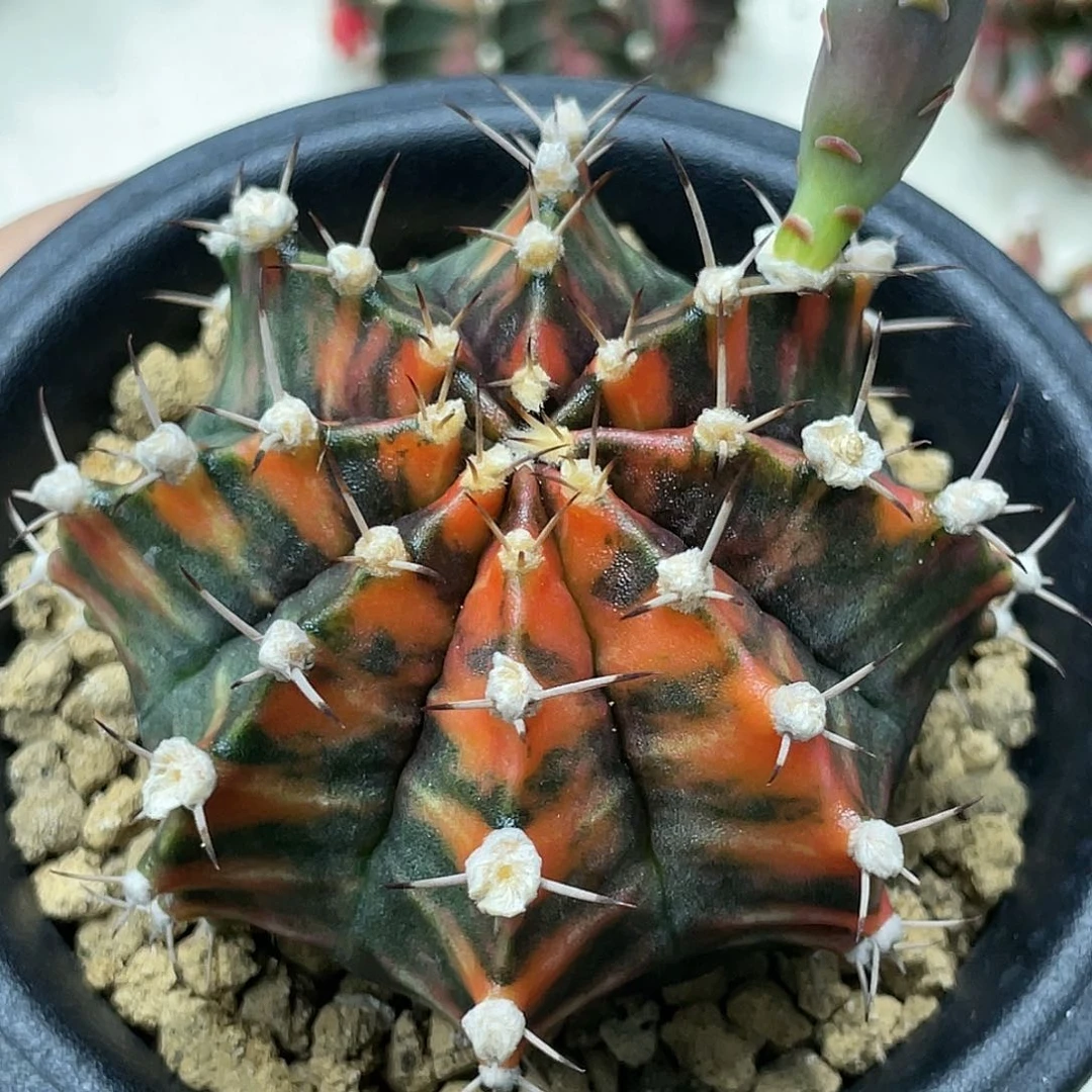 泰系实生，黄老虎