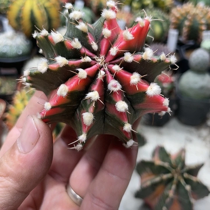 泰系高绒，米哈锦