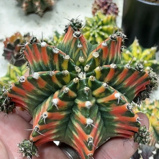 泰系实生，规律棱背V锦