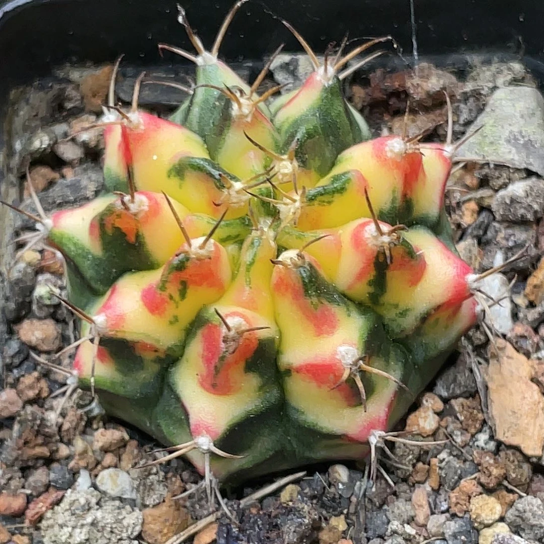 泰系名品侧，花蝴蝶