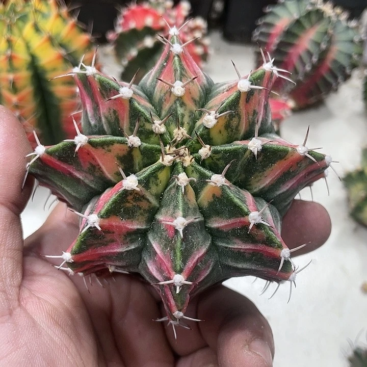 泰系实生根，红老虎肋骨锦
