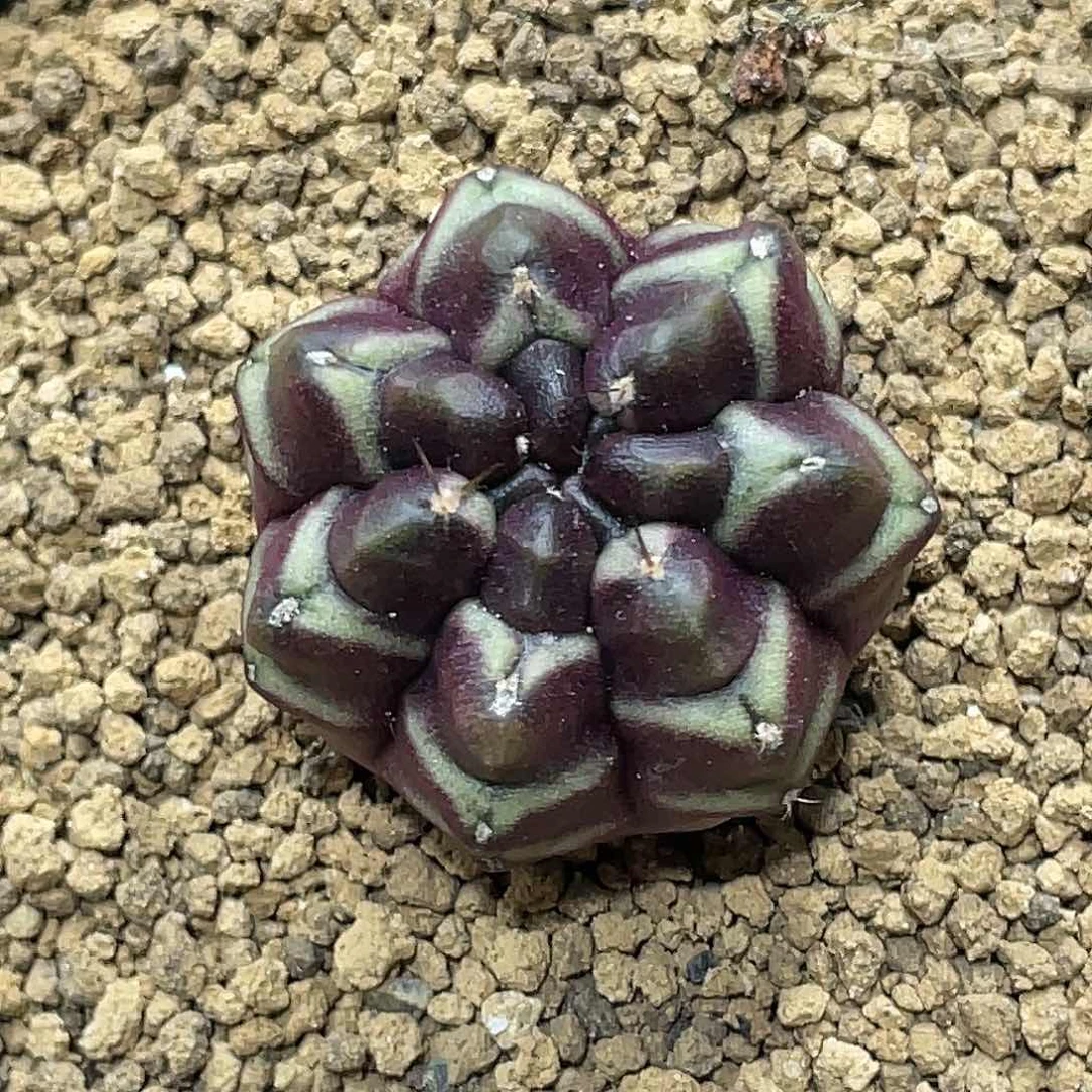 泰系实生根，梦想