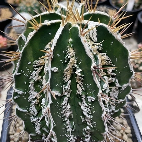 实生根系，腹浓核桃般若