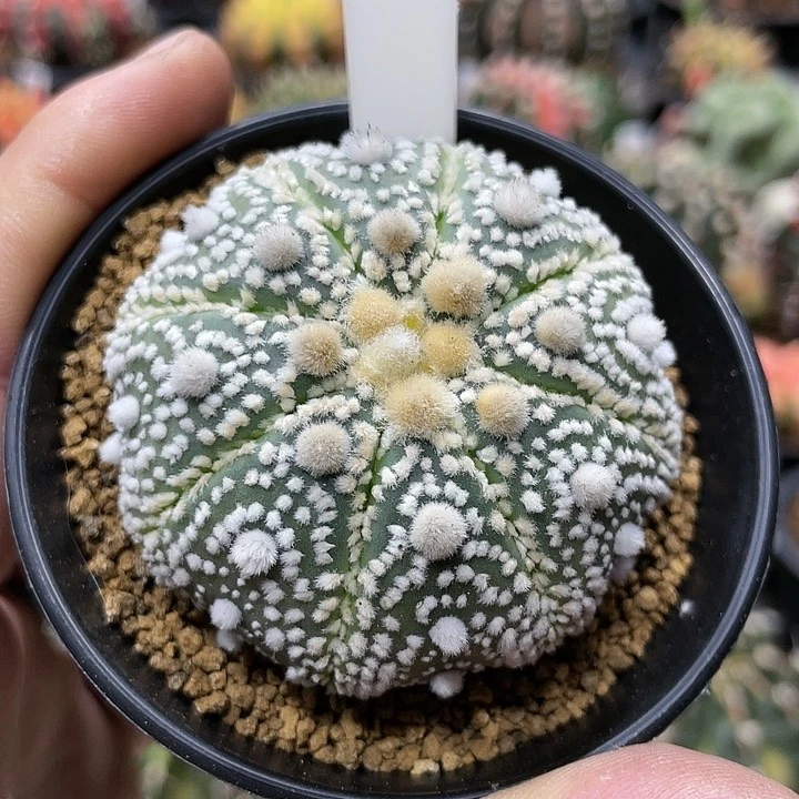 实生根系，毛羽笠花园兜