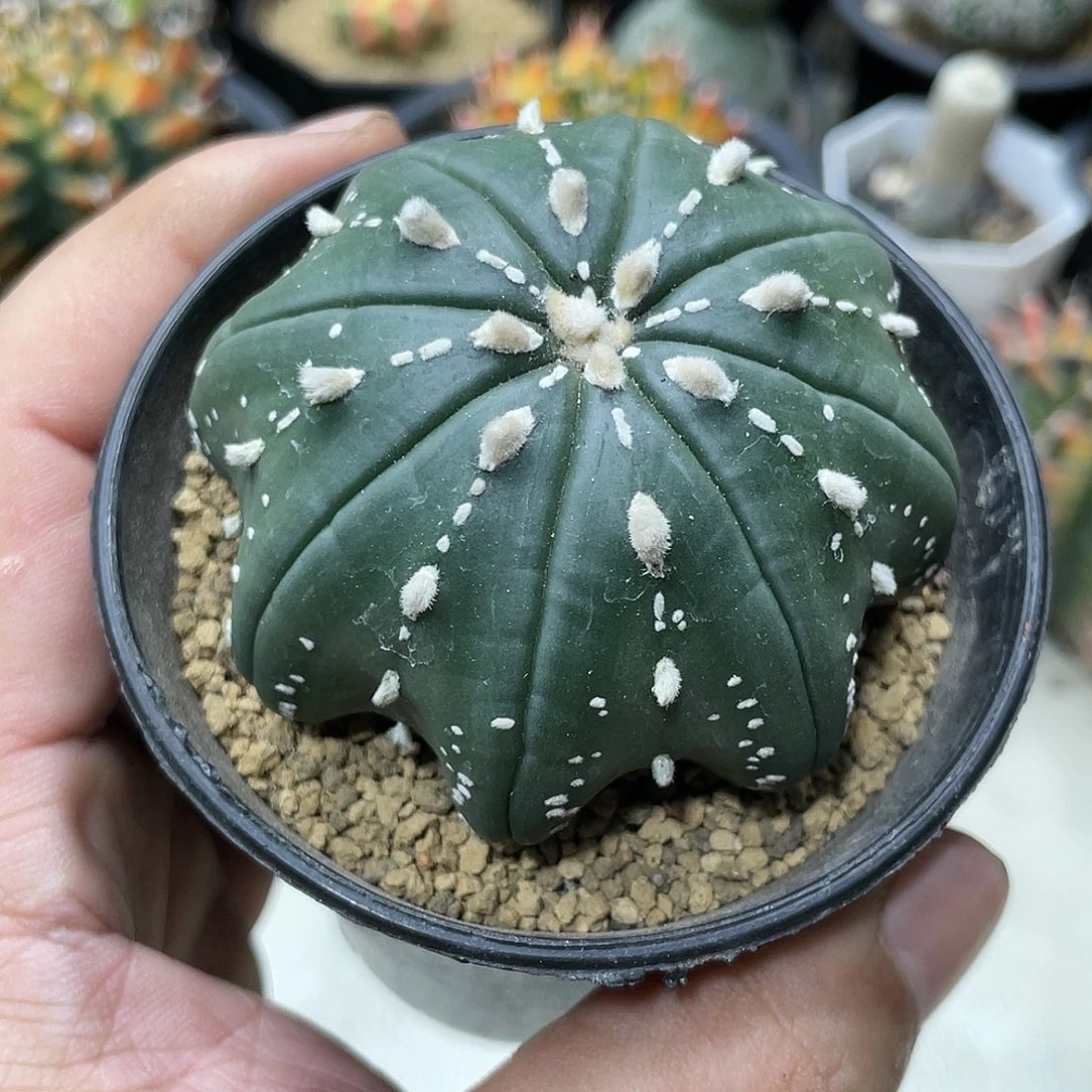 实生根系，连线八爪指纹海星兜