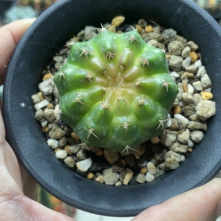泰系实生根,轮回米哈