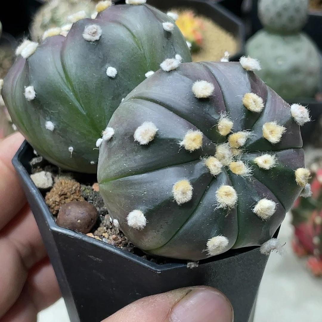 实生根，双头紫皮大尤兜