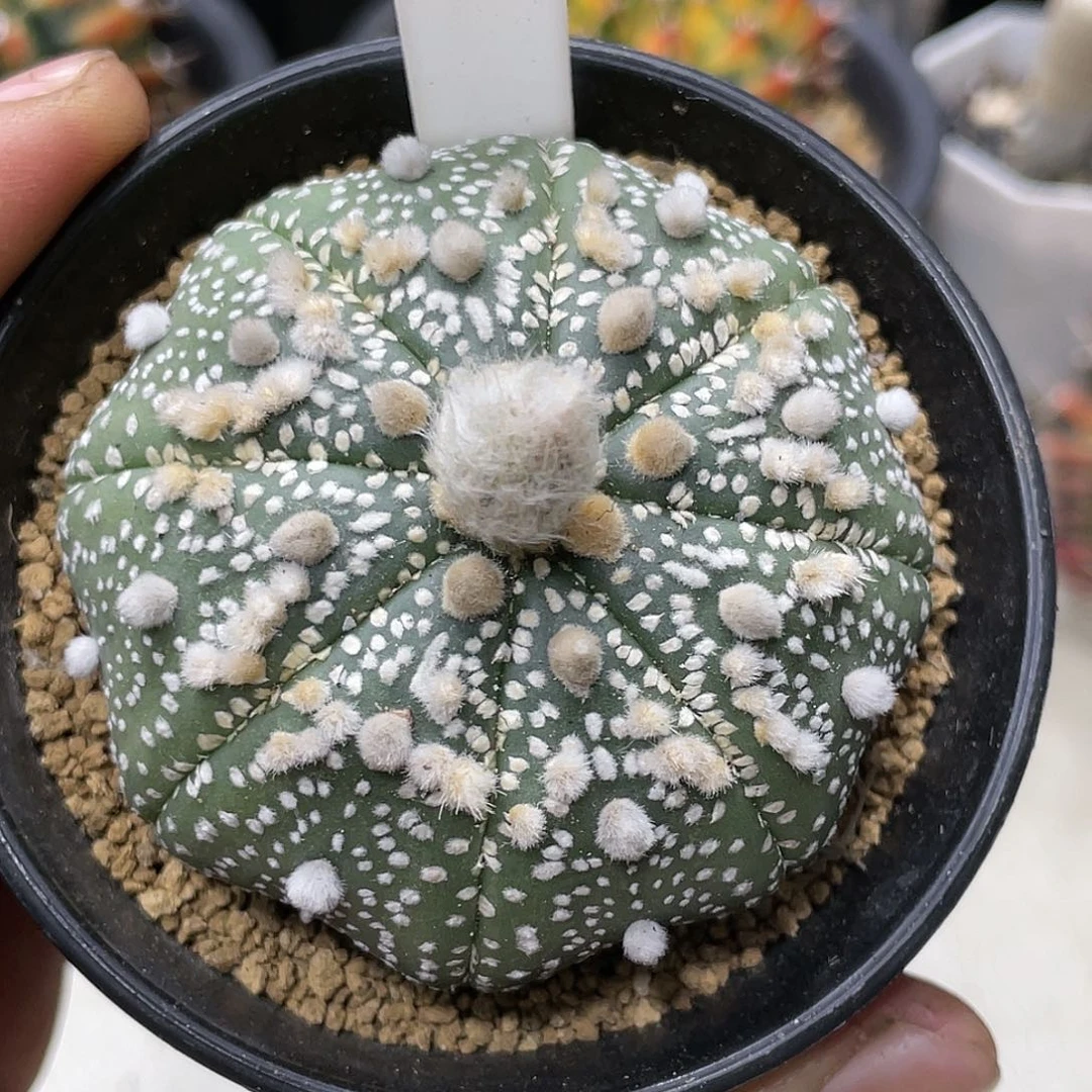 实生根，高绒花园兜