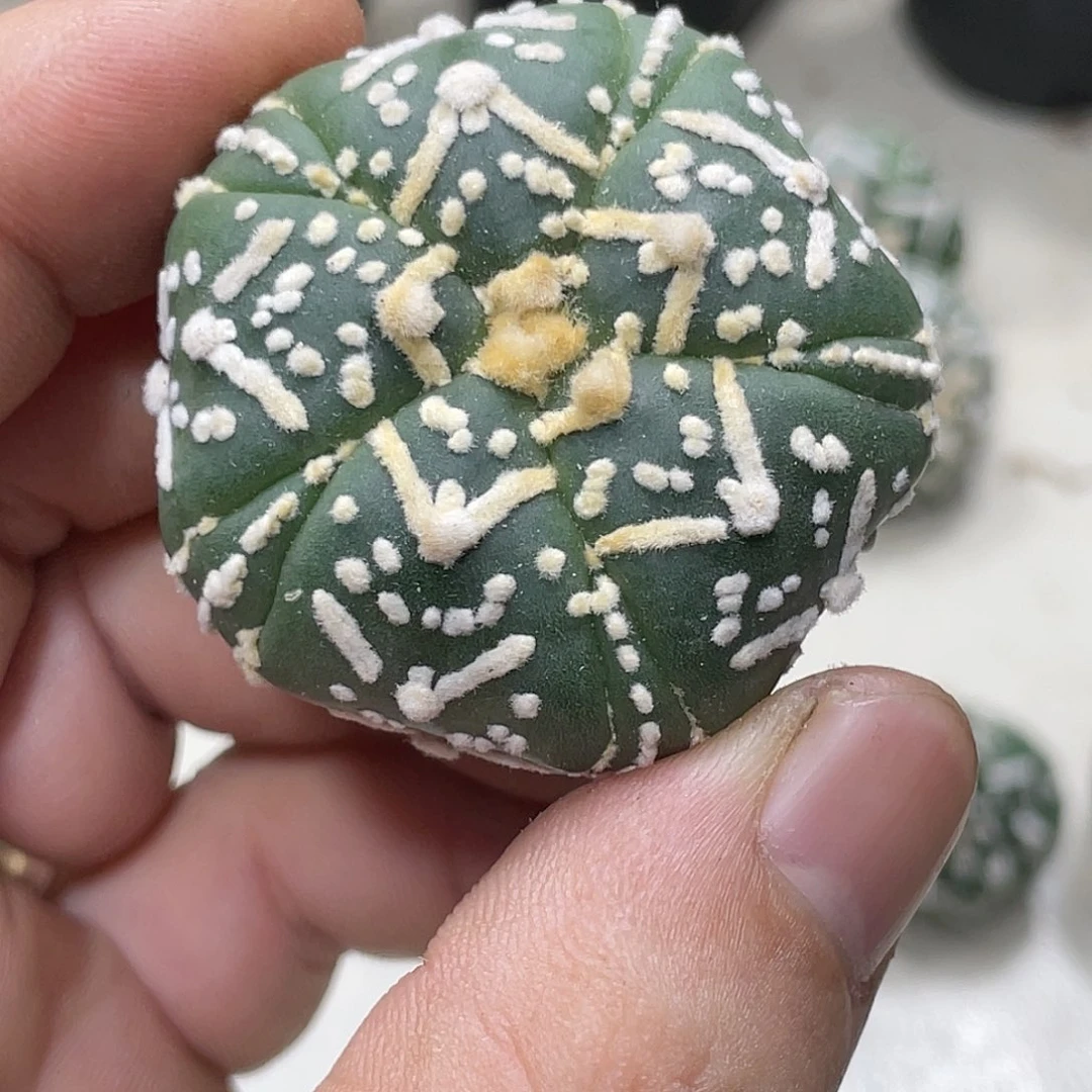 泰系实生根，5棱复棱V兜