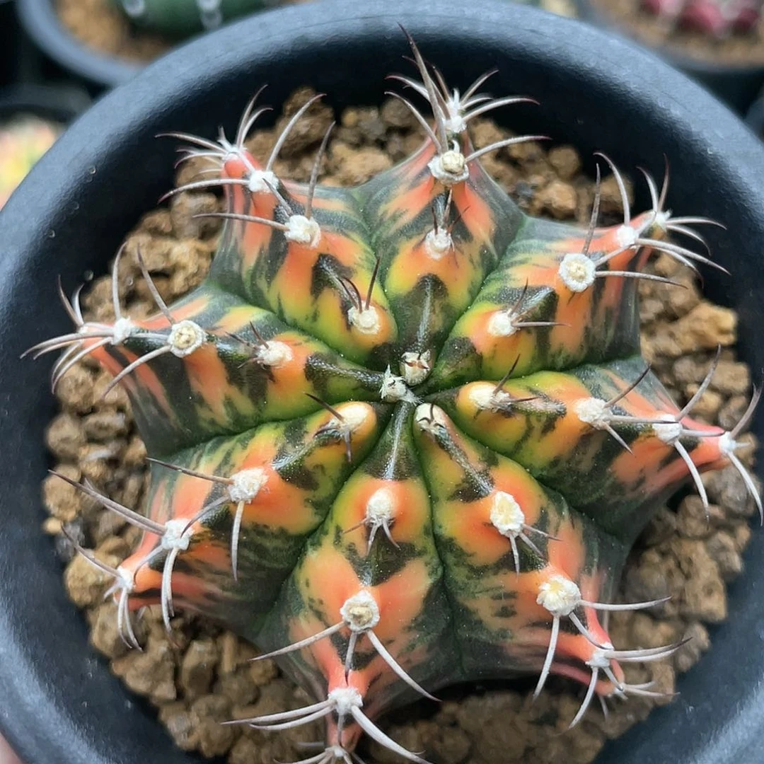 泰系实生，虎斑米哈锦