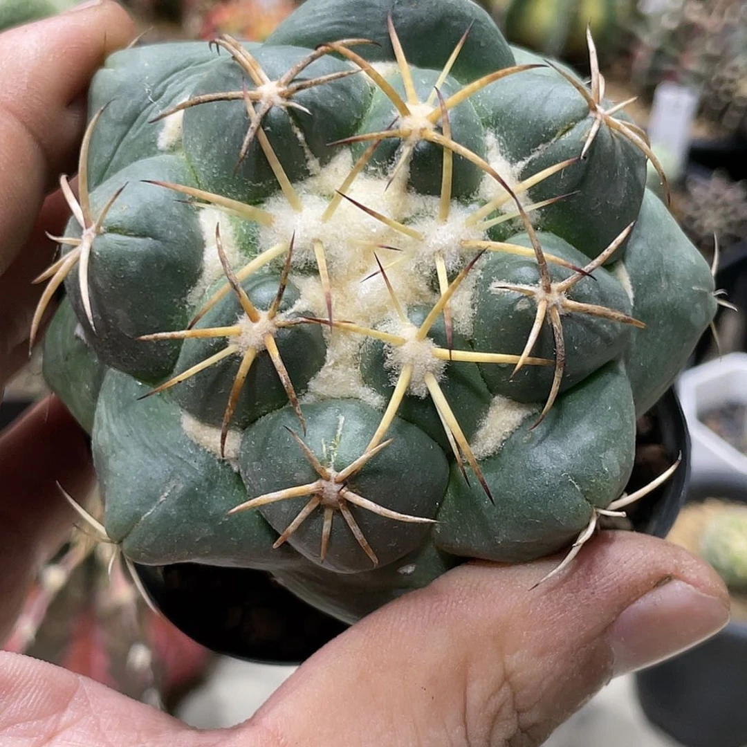 实生根系,大尤象牙