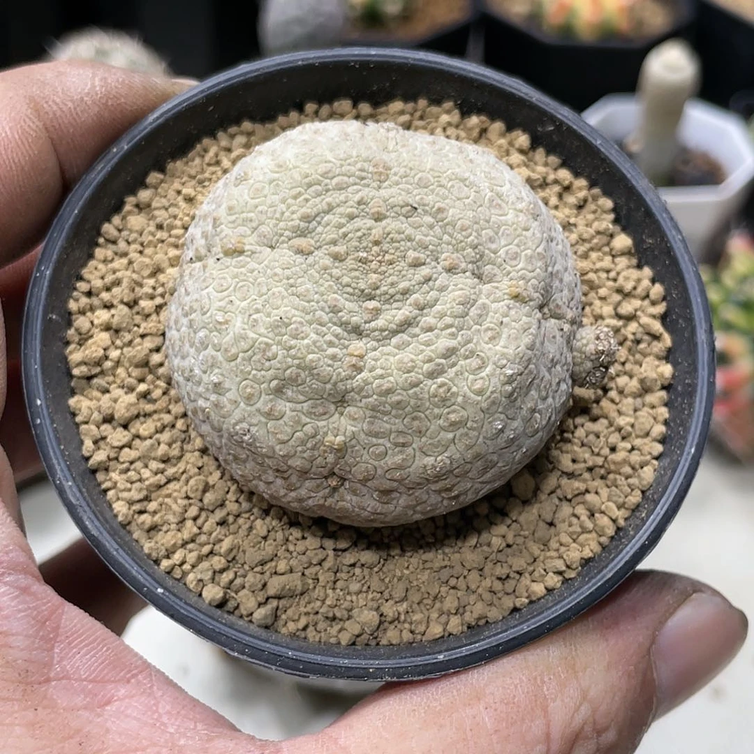 实生根系，凝蹄玉