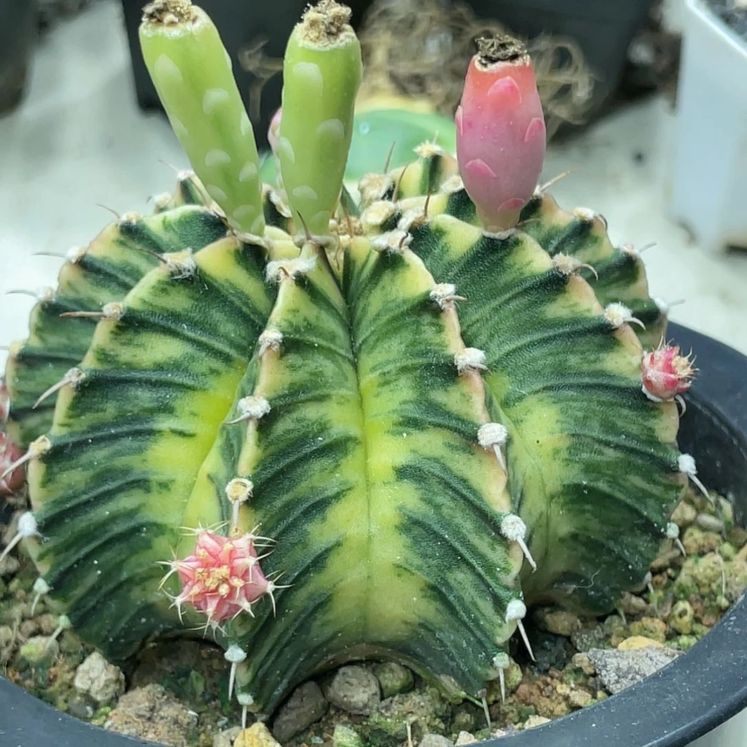 泰系实生，臀锦棱背，肋骨锦