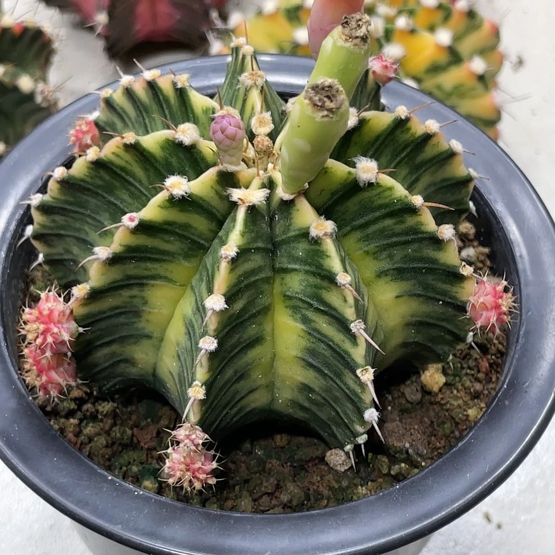 泰系实生，黄臀高绒肋骨锦