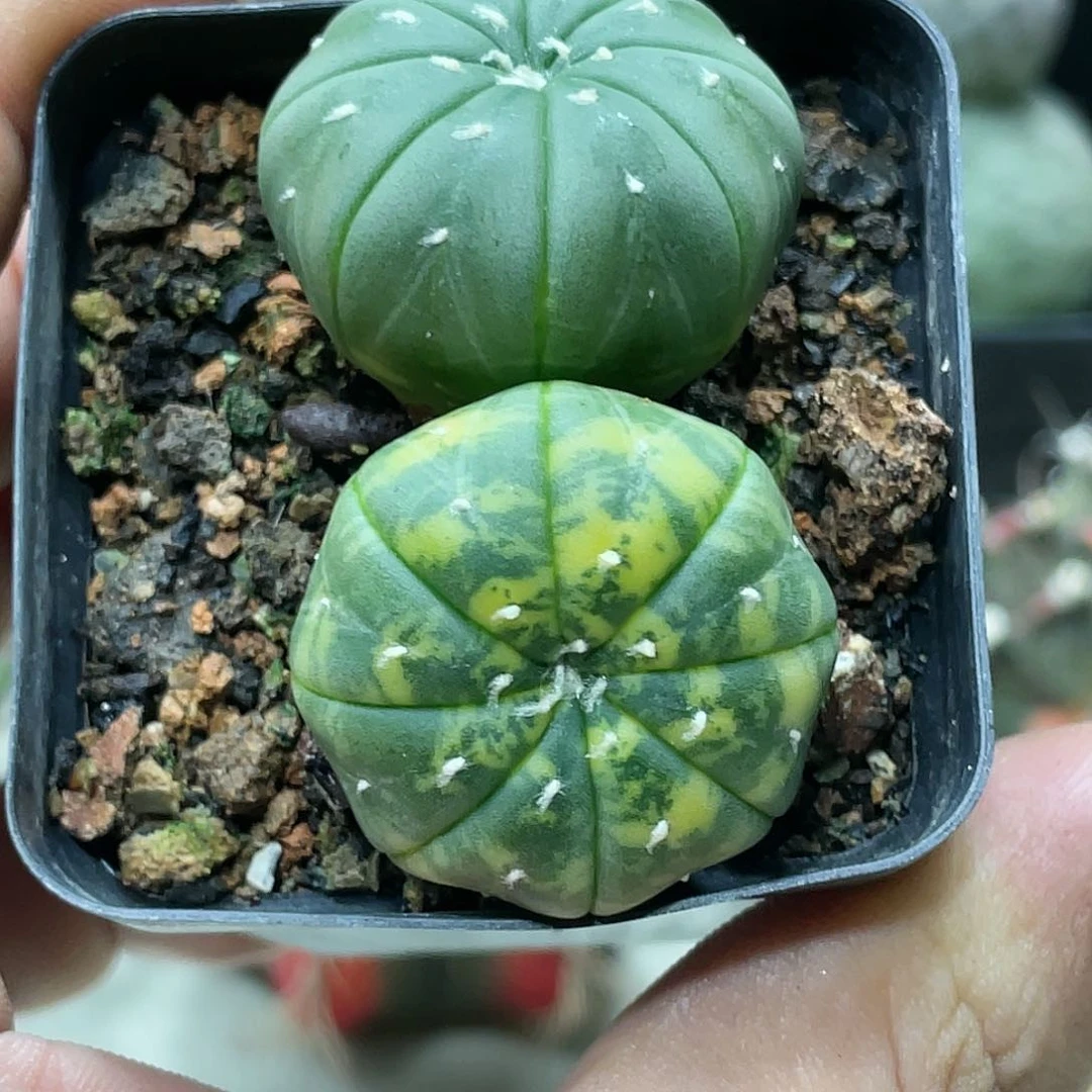 实生根，双头虎斑兜锦