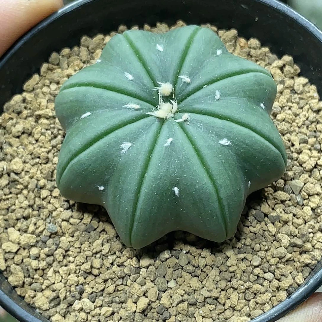 实生根系，八爪海星兜
