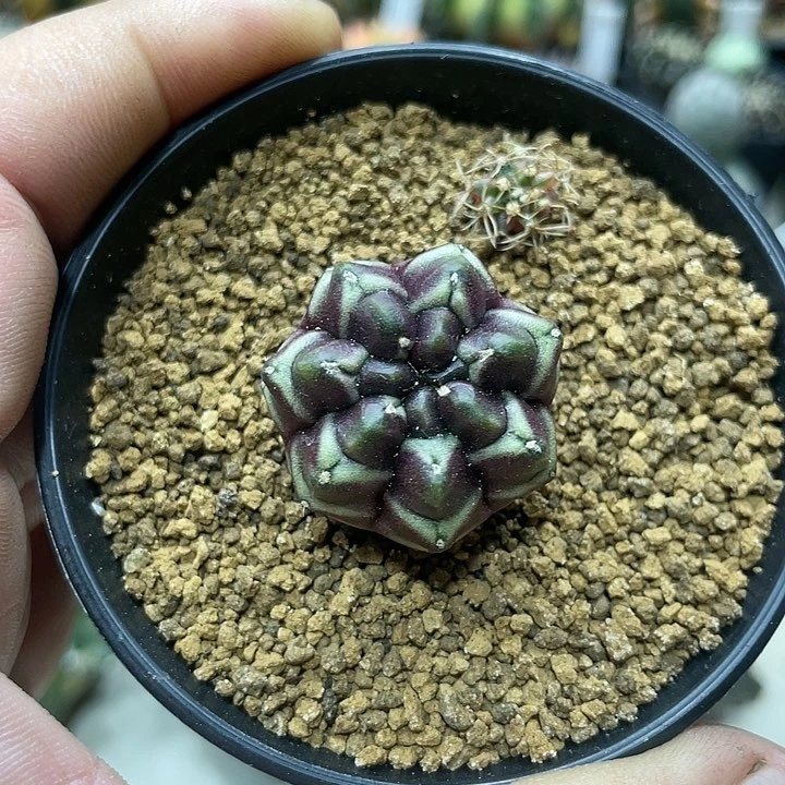 泰系实生根,梦想