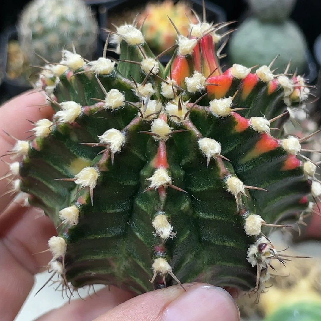 泰系实生根，高绒米哈锦