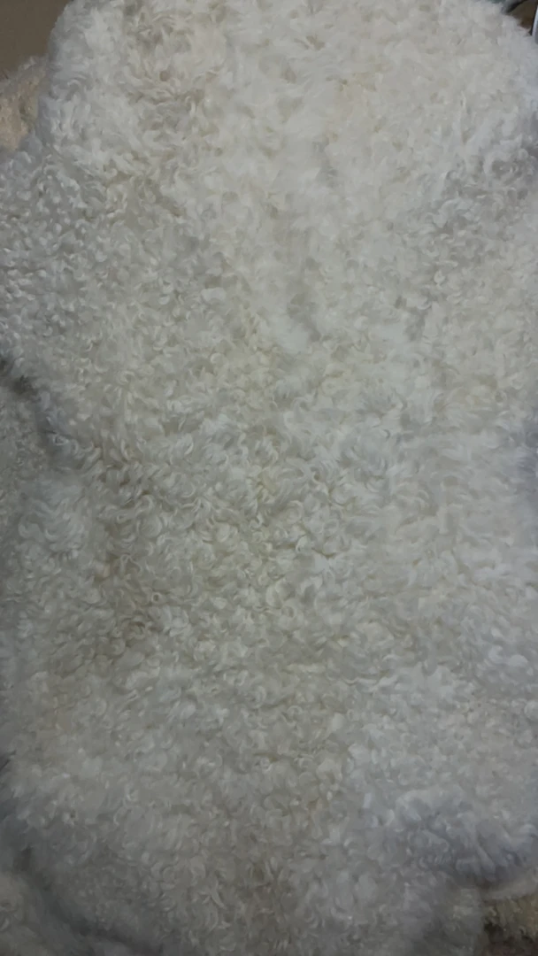 特惠羊毛羔子（直播间专用链接。私拍不发货）皮整张原色地毯热门