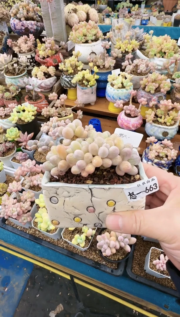 【闪购商品】怒—665—仙农（龙珠奶）带盆