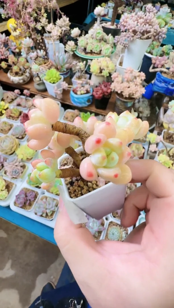 【闪购商品】怒—766—仙农（罗琦）