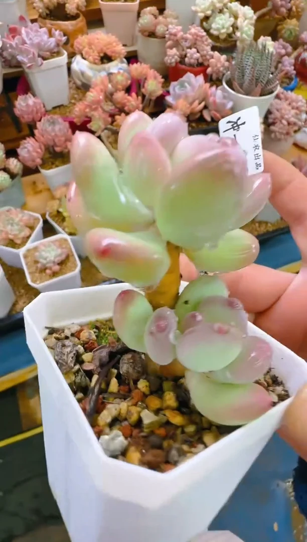 【闪购商品】冲—552—仙农（三日）