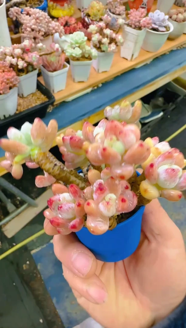 【闪购商品】冲—727—仙农（罗琦）