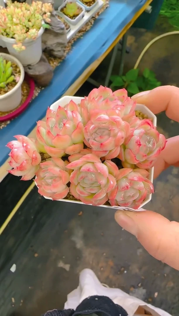 【闪购商品】冲—561—仙农（月影）