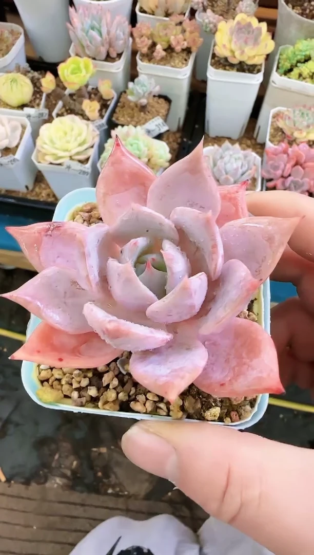 【闪购商品】冲—345—仙农（海鸥）