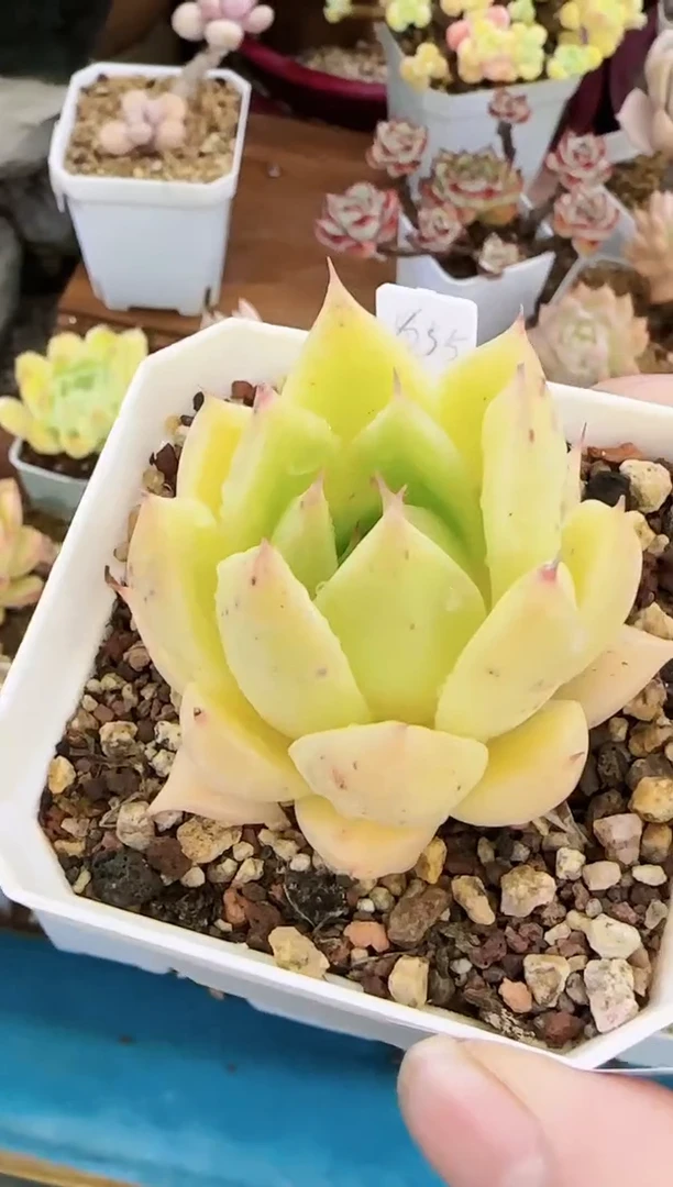 【闪购商品】怒—794—仙农（妖孽）