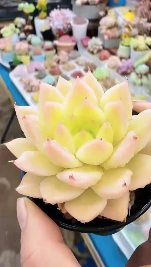 【闪购商品】冲—185—仙农（麦秆）