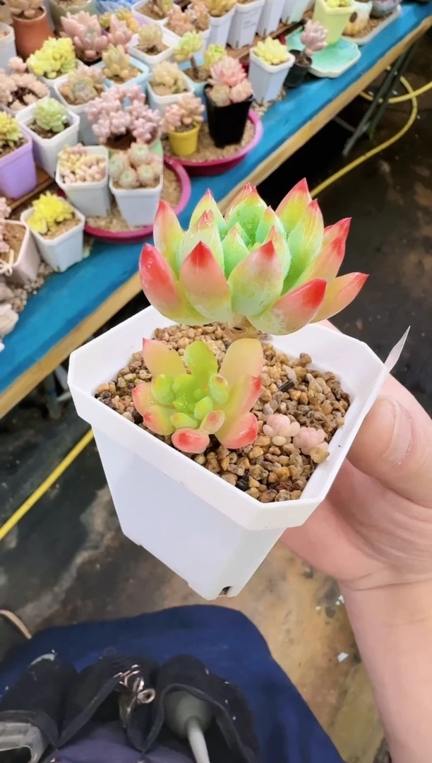 【闪购商品】怒—640—仙农（红苹果）