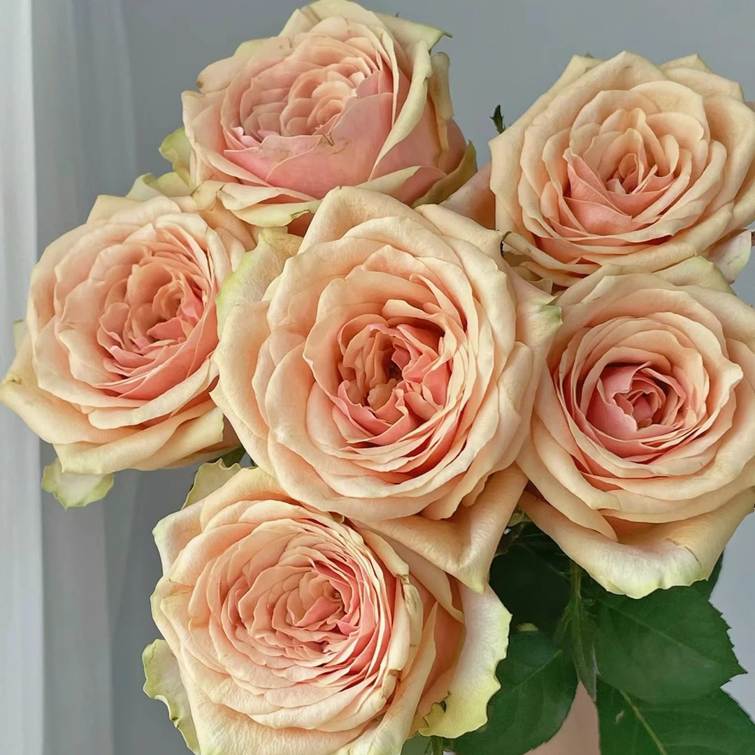 【花心不晚】迪威娜单头玫瑰/莫兰迪色系/渐变复古/花瓣厚实