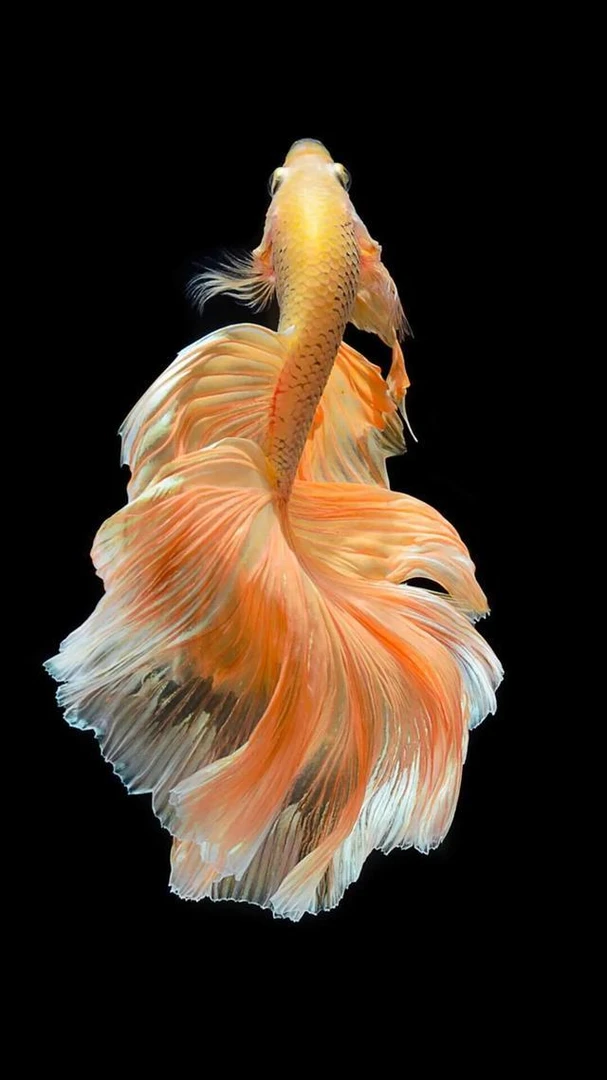 G5（97-120）泰国斗鱼精品鱼小型热带观赏鱼【直播间选鱼】