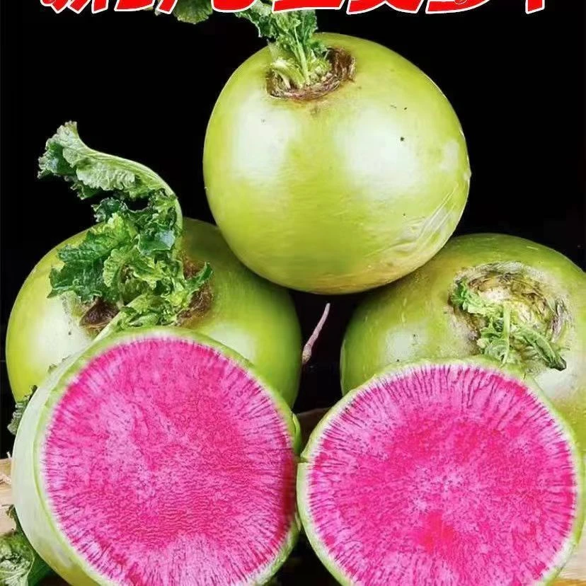 东北新鲜心里美萝卜胭脂红水果萝卜生吃脆甜泡菜萝卜红心5斤包邮
