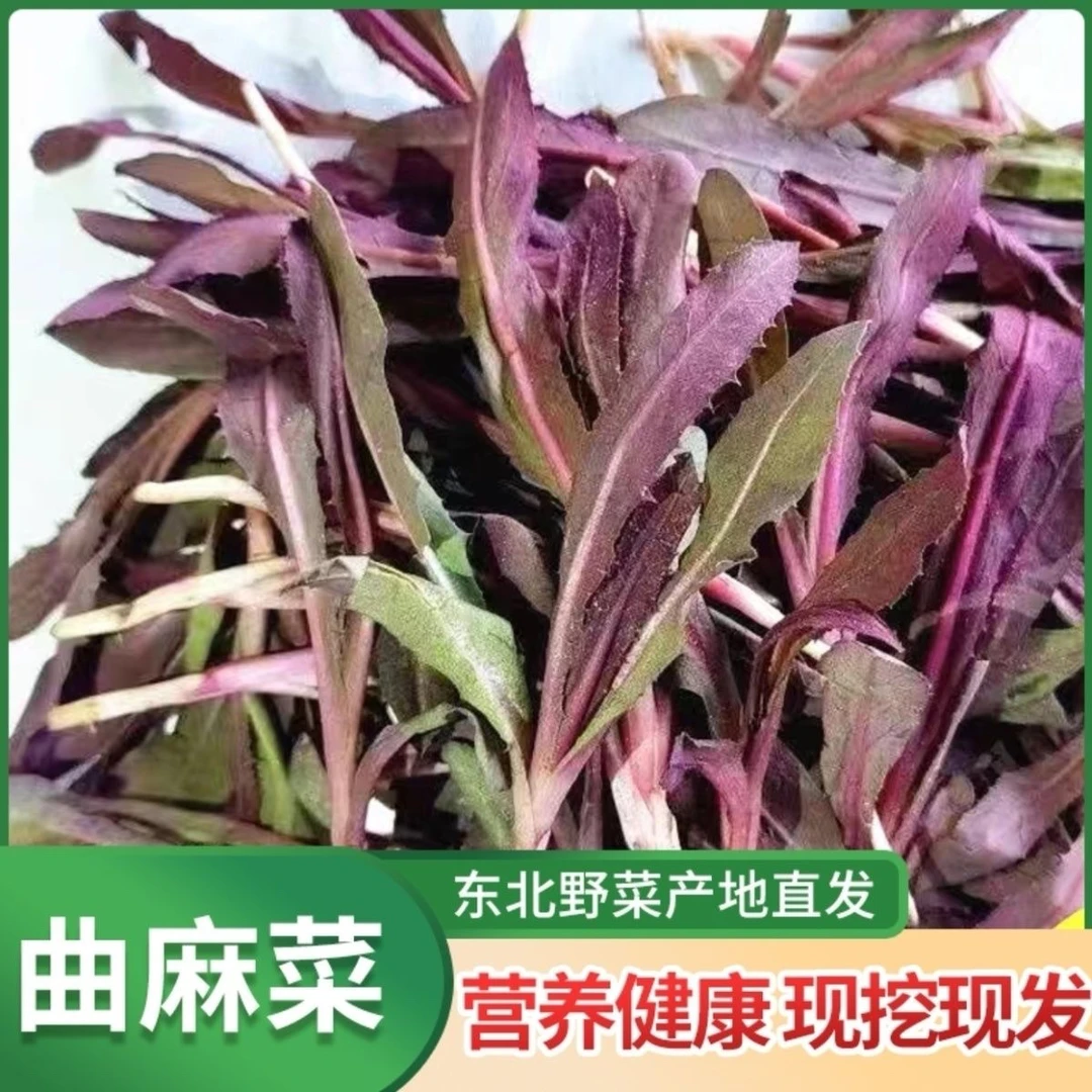 东北新鲜采摘野菜曲麻菜蘸酱菜蘸酱菜顺丰包邮