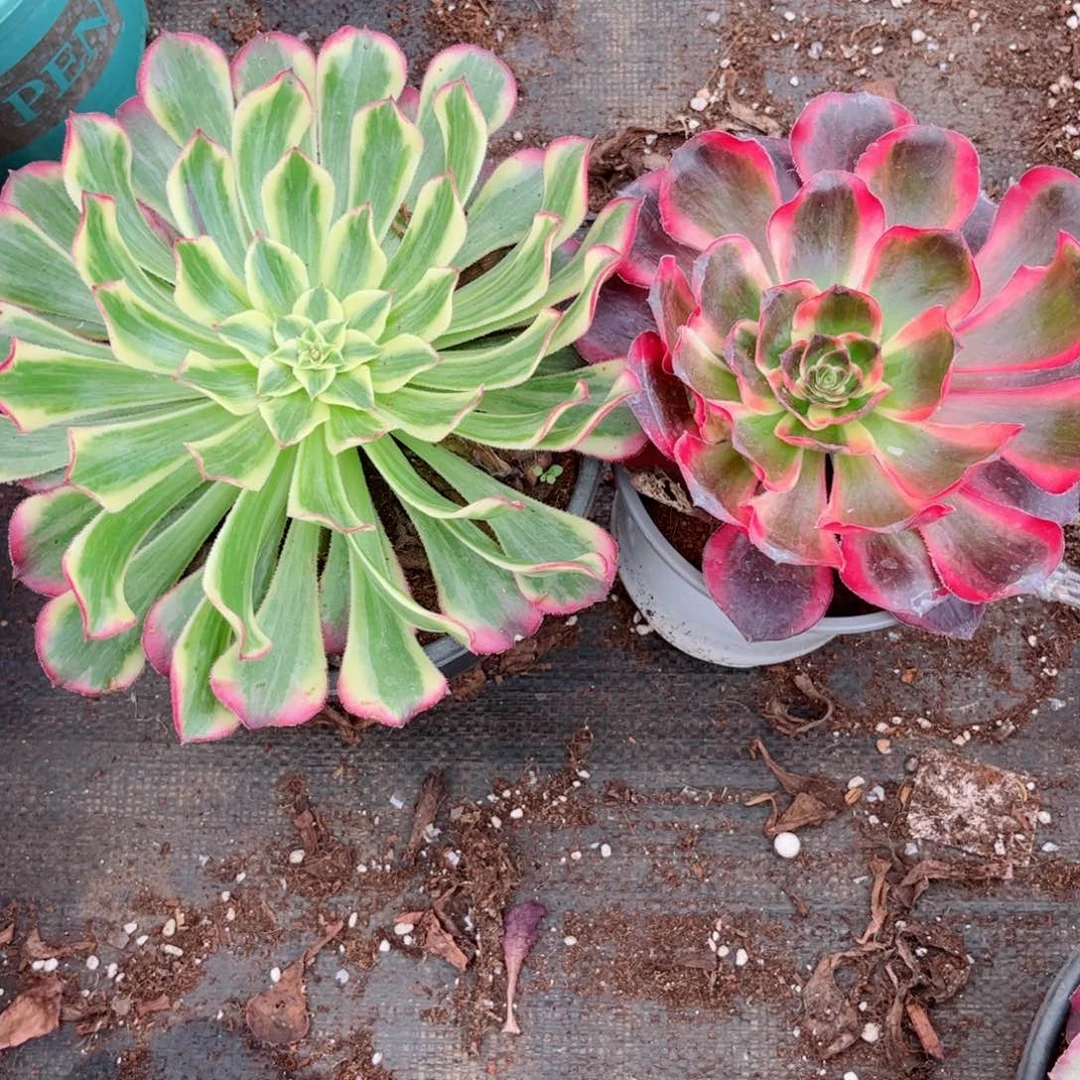 红魔女+天合单头组合多肉植物