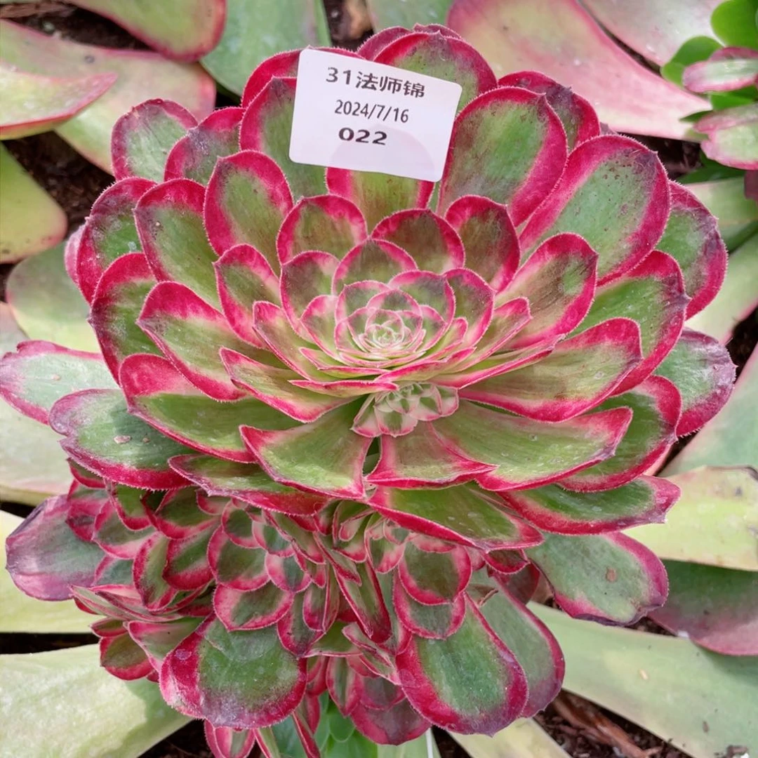 燕****4022嫁接孔雀翎