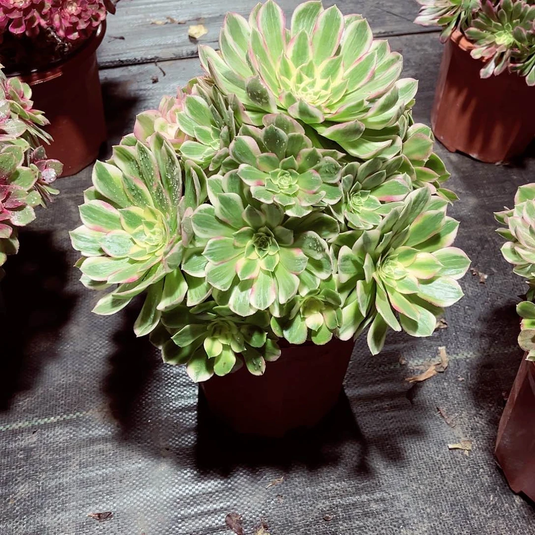 法师多肉哈哈哈哈