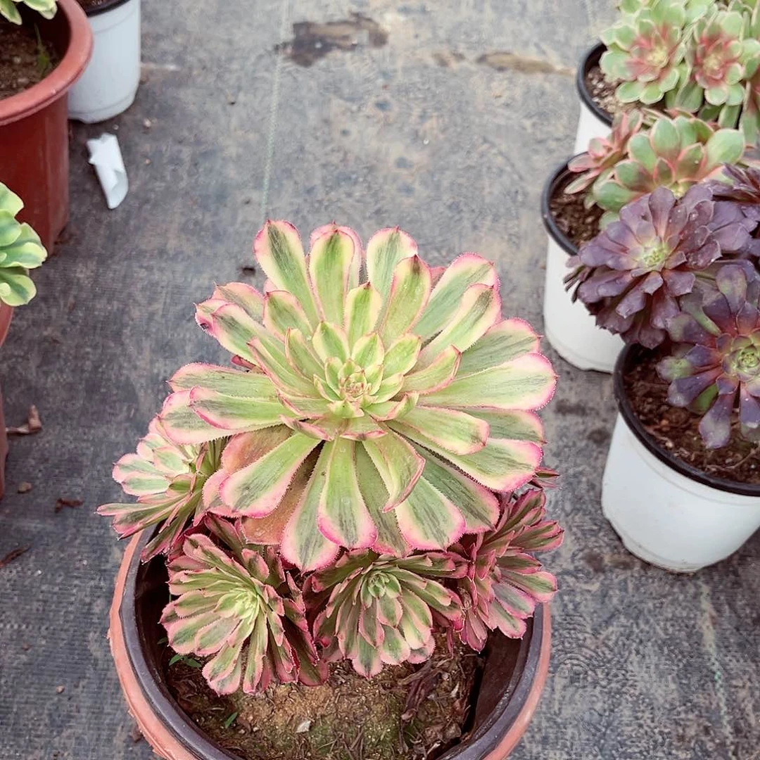 法师多肉植物f s