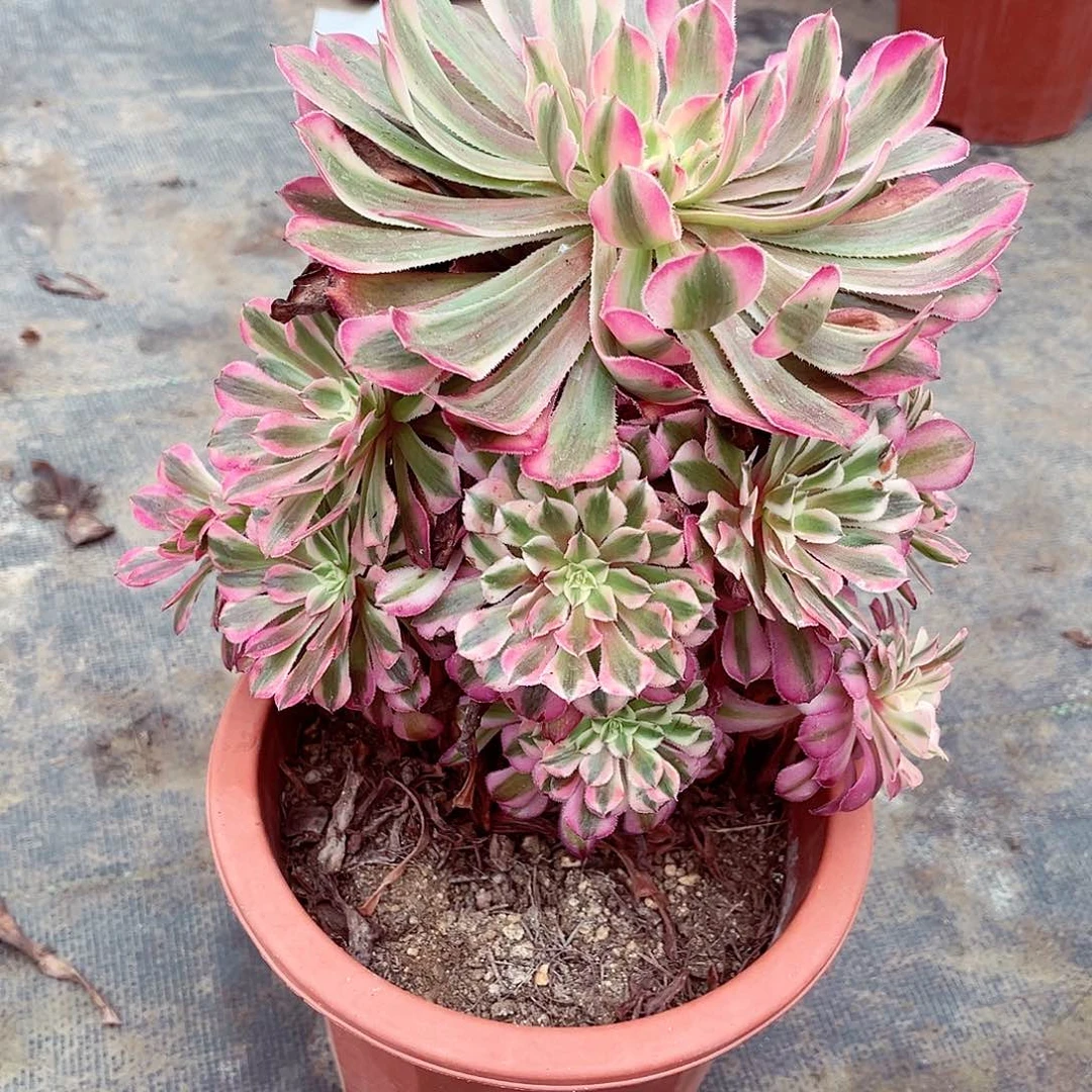 法师多肉法师多肉