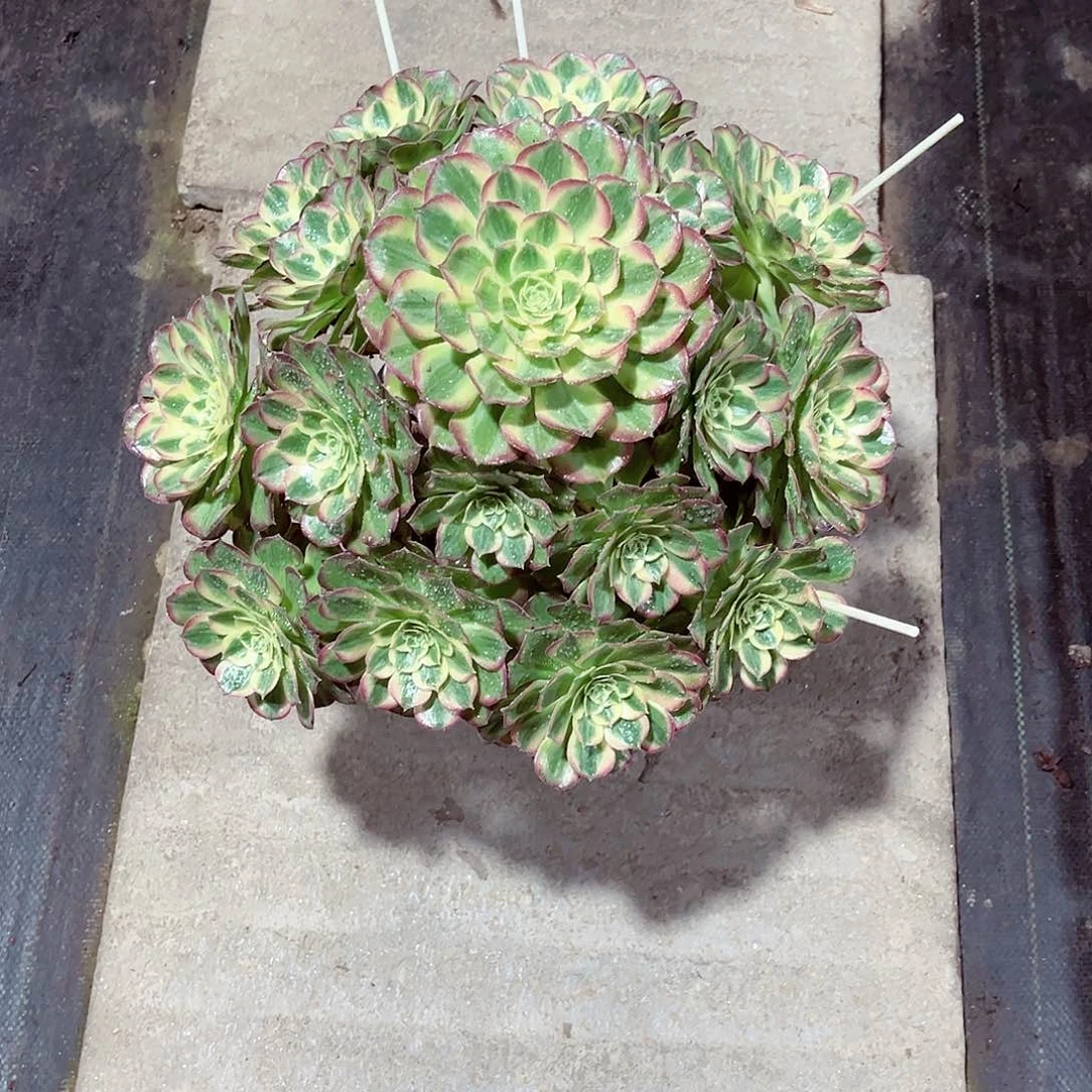 法师多肉哈哈哈哈