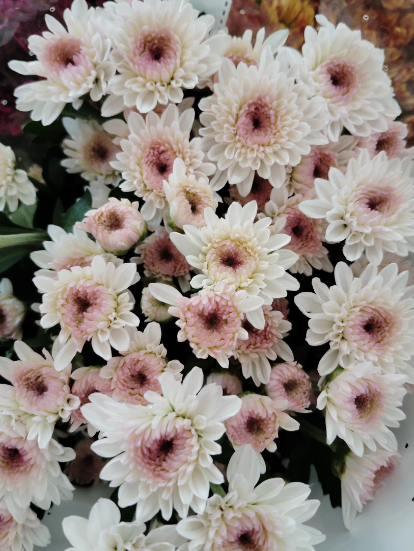 【有点花儿】小雏菊——花期长